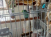 TWO PARROTLETS BIRDS