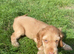 Gorgeous KC Show cocker spaniel