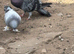 Pigeon for sale