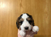 Cockapoo puppies