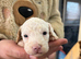Beautiful Cavapoo pups