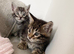 MAINCOON X KITTENS READY NOW