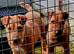 Lakeland terriers