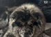 16 weeks old smooth coat MALE