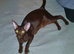 Chocolate Havana Brown Oriental Female