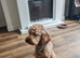 4 year old male cockapoo