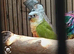 Conures for sale