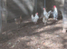 Splash maran breeding group