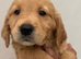 KC registered golden retriever puppies