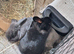 Neutered Male & Female Rabbit Pair