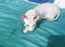 Sphynx Babies
