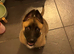 German shepherd x Belgian Malinois