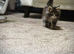 Beautiful Maine Coon kittens