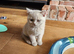 Beautiful Fawn British shorthair