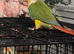 Derbyshire parrot sanctuary