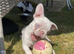 Female Pink KC registered French Bulldog puppy