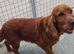 Cocker Spaniel Dog in Northern Ireland