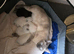 Adorable new kittens ready to home