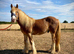 Gorgeous Cob Colt to make 13.2