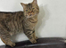 British shorthair mum Persian dad