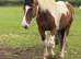 Gorgeous skewbald ISH x Cob mare