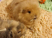 2 bonded boars 1 year old