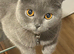 Female Scottish fold cat