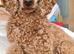 Last Gorgeous female pomapoo