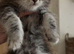 Maine Coon x Ragdoll kitten