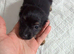 Jack x dachshund last dappel boy