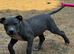 American Staffordshire terrier. Ready to leave.