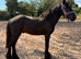 Yearling reg dales gelding