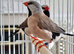 2 Hecks Grass Finches