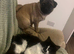 5 year old female pug for sale
