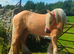 Flashy gelding