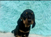 Dachshund puppy