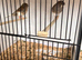 Pair blue canarys