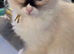 Ragdoll kittens for sale