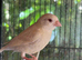 Young canaries