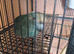 Proven bonded pair of kakarikis with cage