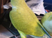 Beautiful super friendly Quaker parrot chicks