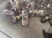 Maine coon kittens for sale cash on collection only