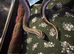 Adult male hognose
