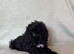 F1bb cockapoo puppies 1 left fully vaccinated