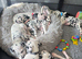 Stunning kc registered dalmatian puppies