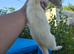 Stunning part angora ferret for sale
