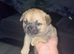 Cute baby girl for sale