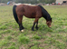 Welsh d coming 5yrs old mare 14,2hh