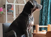 Male staff x cane corso