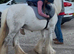 Rising 4 year old to make 14 hands grey gorgeous gypsum cob mare